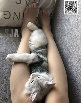 大黄蜂2